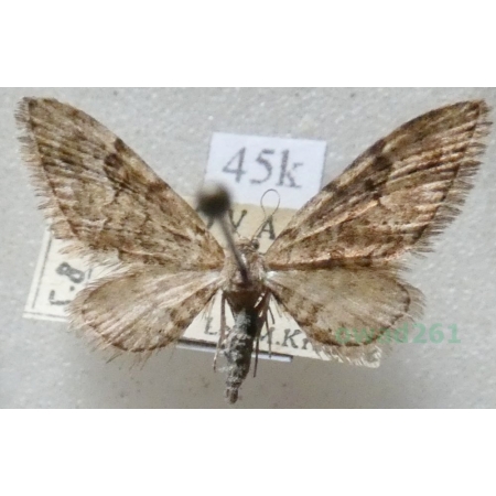 Eupithecia lanceata (Hübner, 1825) Grotnik lancetnik Slovakia45k